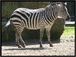 Zebra, ZOO